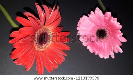 red and pink gerbera flower on black background