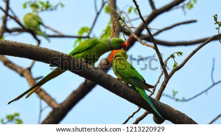 The Rose-Ringed Parakeets (Psittacula krameri) also known as the ring-necked parakeet, is a medium-sized parrot in the genus Psittacula of the family Psittacidae and has a very wide range.