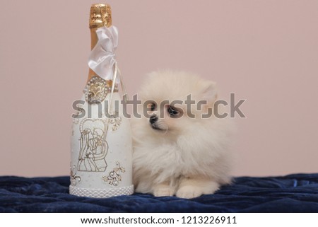 little puppy on a neutral background
