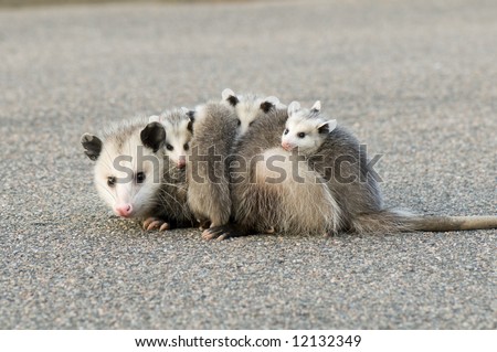 Mother Opossum carrying her babies