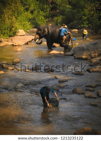 Asian elephant in North of Thailand
