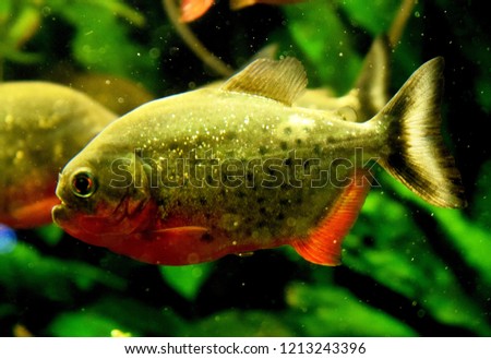 The red-bellied piranha or red piranha is a species of piranha, freshwater habitat, travel in shoals as a predatory defense,but rarely exhibit group hunting behavior. They are a popular aquarium fish.