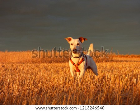 Jack Russell dog in Wheat filed of La Mancha, Spain