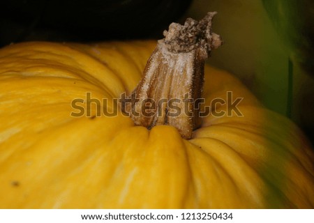 Orange Pumpkin Close-up. Pumpkin Tail