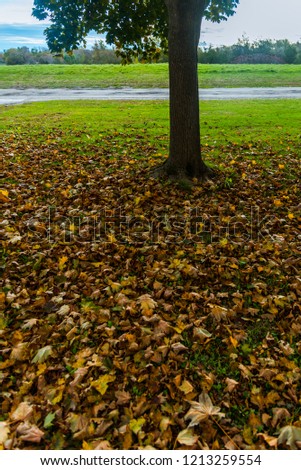 Fallen leaves in autumn Royalty-Free Stock Photo #1213259554