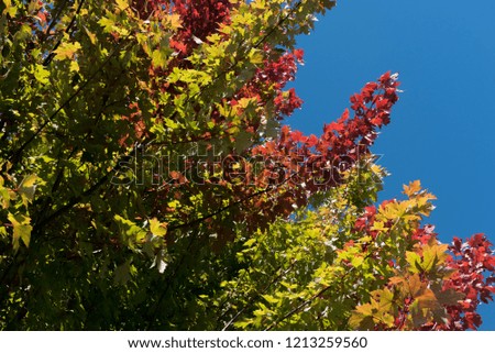Autumn leaves on tree Royalty-Free Stock Photo #1213259560