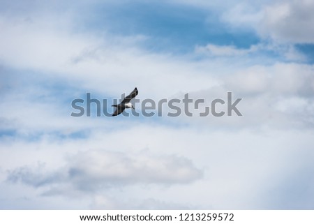 A seagull in focus in flight Royalty-Free Stock Photo #1213259572
