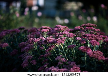 Flowers in a garden Royalty-Free Stock Photo #1213259578