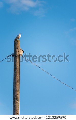 A seagull sits on top of a post Royalty-Free Stock Photo #1213259590