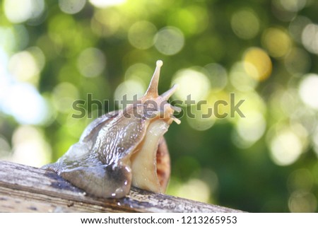 Snail on a green background twig