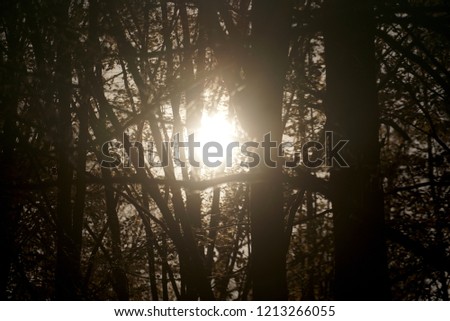  Sun Shot Through The Trees                              