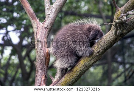 porcupine out on a limb