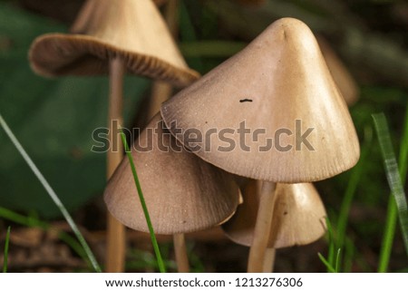 A close up macro shot of a group of small brown parasol mushrooms set against a woodland background