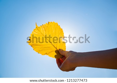 Indian summer concept: autumn sun shining through yellow leaf. Hand holding fading leaf photogrpahed against the sun