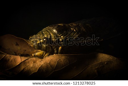 Empty Cicada moult shell on a leaf, Amazon Jungle, Madre de Dios, Puerto Maldonado, Peru