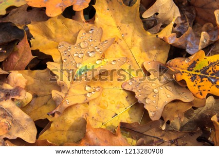 Colorful backround image of fallen autumn leaves perfect for seasonal use. Beautiful oak leaf fith morning dew in the forest. Nice for copybook cover.