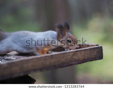 squirrel on a manger in the forest