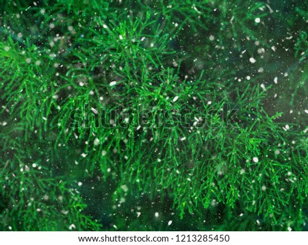 Green fir tree winter christmas background. Branches texture. Forest snow fall magic