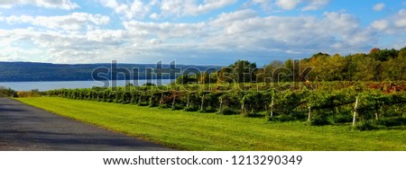 Numerous Rows of Grape Vines Seen at a European Vineyard During Autumn; Water Views in Background and Rolling Hillside Royalty-Free Stock Photo #1213290349