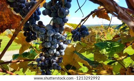 Wine Maker's Grape Cluster, Bunched on the Vine, With Wine Trail Framed in Background; Ready for Harvest; Wine Trails, Wine Making Royalty-Free Stock Photo #1213292992