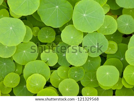 Top view of round green leaves 