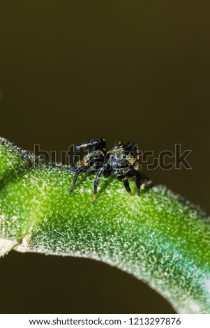 Brown and black Jumping spider (salticidae) sitting on a leaf, Amazon Jungle, Madre de Dios, Puerto Maldonado, Peru, South America
