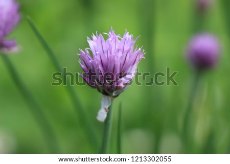 Calming photo of a tender flower for relaxation