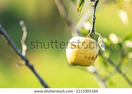 Fresh raw yellow sunny apple on the branch in the garden on sunny day. Close up, shallow depth of the field.