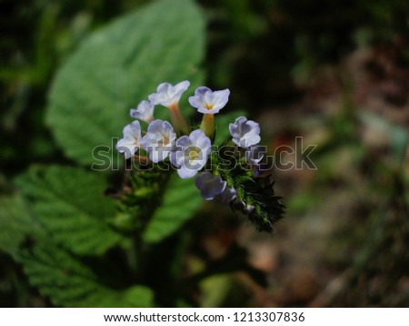 Heliotropium indicum flower in india