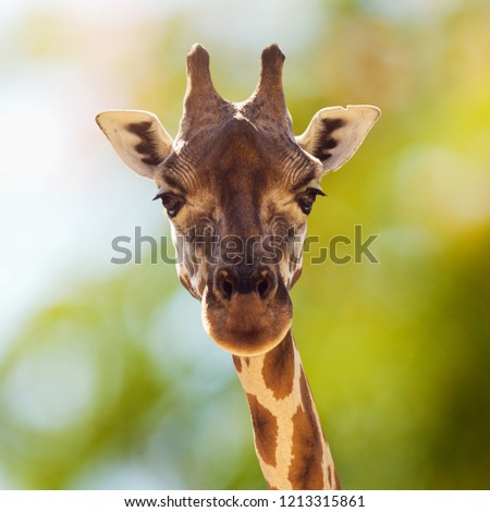Front view animal portrait of giraffe in nature.