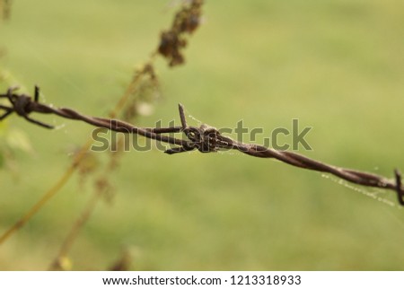 Barbed wire on field in germany agains robber of potatos or flowers crime