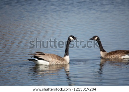 Pair of Canada Geese talking to each other