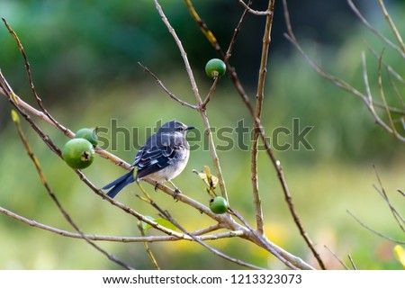 Young Northern Mockingbird (Mimus Polyglottos) perched on a guava fruit tree branch in Jamaica.