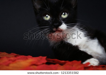 Black and white kitten playing in the autumn leaves with pumpkins. 