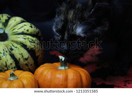 Black and white kitten playing in the autumn leaves with pumpkins. 