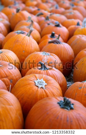 Halloween pumpkins. Close-up