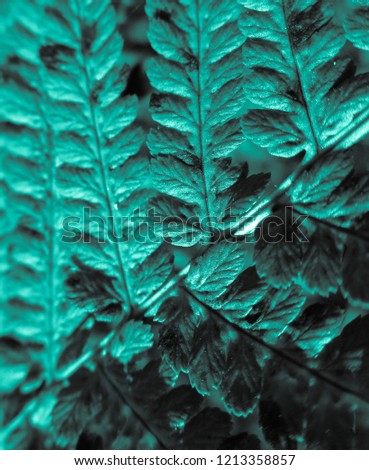 Beautiful view of fern plant in turquoise color