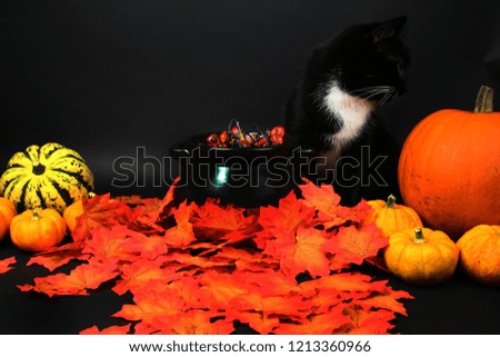 Black and white cat with pumpkins sitting in autumn leaves. Halloween. 
October . Red October. 
