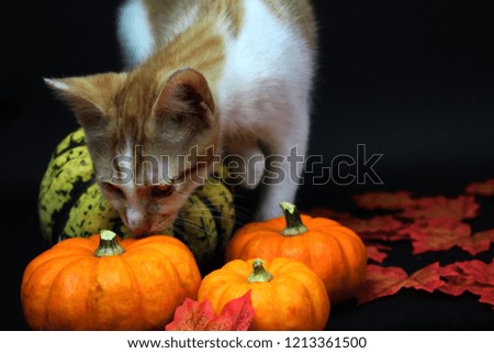 Ginger and white kitten with pumpkins. Halloween. October. Red October Studios. 