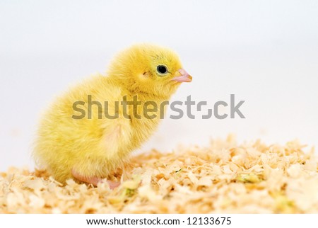 Baby chicken sitting on sawdust isolated in lightbox