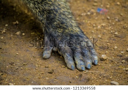 Baboon hand closeup