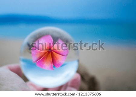 Single Bright Pink Plumeria Flower with Sand Beach and Ocean Captured in Glass Ball Reflection