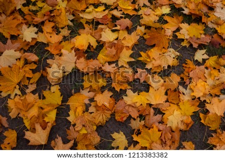 lot of colorful autumn leaves on ground .