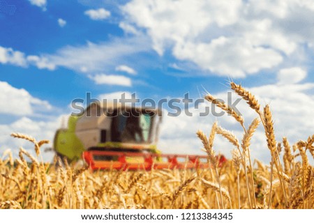 Combine harvester harvests golden wheat