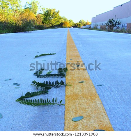 Me spelled with leaves on road