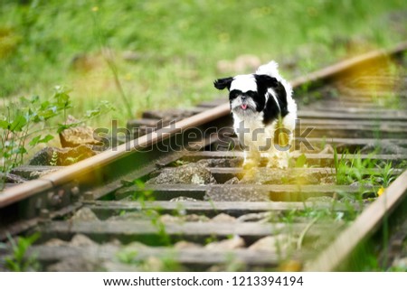 Lovely Portrait of a Little Dog Sticking out Tongue, Running to Jump in a Magic Forest With Railroad Tracks Scenery. Instinct, Personality and Intelligence To Explore Motion Picture 