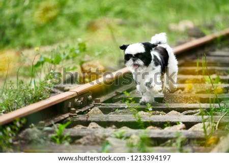 Lovely Portrait of a Little Dog Sticking out Tongue, Running to Jump in a Magic Forest With Railroad Tracks Scenery. Instinct, Personality and Intelligence To Explore Motion Picture 