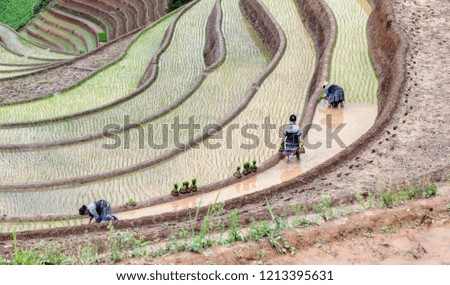 Rice fields on terraced. Fields are prepared for planting rice. Huyen Mu Chang Chai. Northen Vietnam
