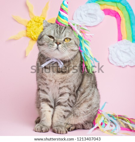 Cute cat unicorn with a rainbow horn on a pink background with sunshine, clouds, and colorful rainbow. A concept of fairy tale, fashion, funny and sweet cat, love and celebration