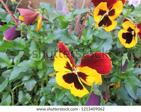 Pansy flowers in natural garden setting